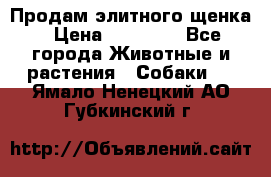 Продам элитного щенка › Цена ­ 30 000 - Все города Животные и растения » Собаки   . Ямало-Ненецкий АО,Губкинский г.